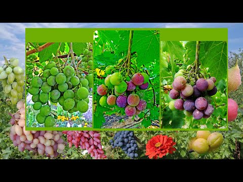 Видео: @Оидиум победим  Сера актив против оидиума