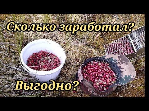 Видео: Сколько можно заработать на клюкве. Деньги под ногами