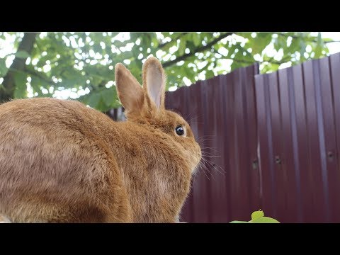 Видео: Новозеландская красная порода кроликов или НЗК