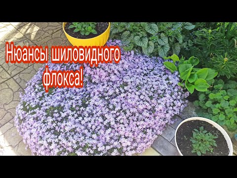 Видео: Про шиловидные флоксы. Нюансы ухода для зимовки и ежегодного цветения!
