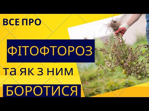 Видео: Все про фітофтороз і як з ним боротись!