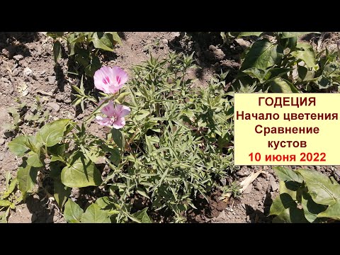 Видео: Годеция. Начало цветения в грунте. Сравнение растений, посеянных прямо в грунт, и через рассаду.
