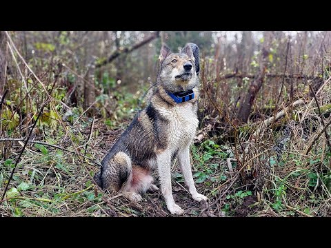 Видео: Каюр в одиночку