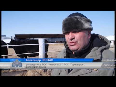 Видео: Предприниматель из района Шал акына трудится на благо сельчан