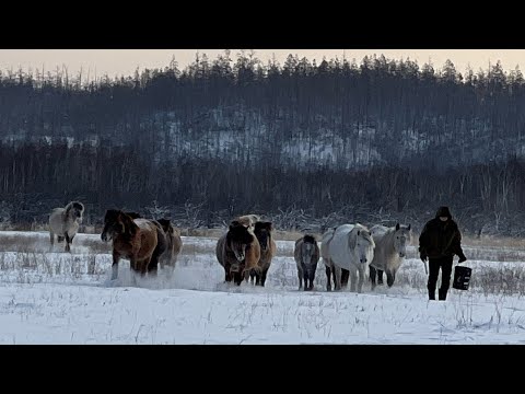 Видео: Часть 1. Забой 2025 Якутии:  Дары природы для пропитания в суровом краю. Рахлеевы. Уолба 