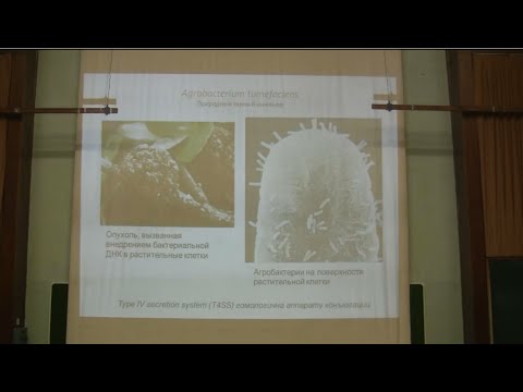 Видео: Марков Александр - Теория эволюции Лекция 6 ГПГ