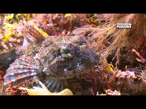 Видео: БЕЛОЕ МОРЕ. О чём молчат рыбы 87. Underwater world of the White sea