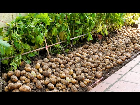 Видео: Выращивание картофеля дома — это много клубней и легко для начинающих