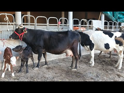 Видео: БАХРИ ШУМО СУПЕР ГОВХО БА ФУРУШ ГУЗОШТЕМ ТЕЛ☎️905 09 06 09✅🗓️6 ноября 2025 г.