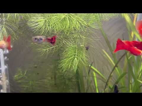 Видео: Немного об аквариуме 😀😉🌊🌿🐟