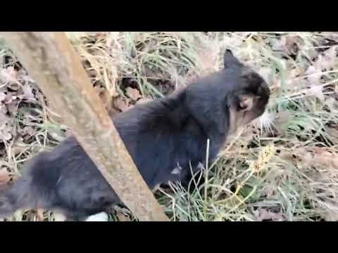 Видео: Хто до Ігора прийшов пасти кози 