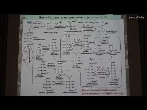 Видео: Константинова С.В. - Физиология и биохимия растений - 9. Фотодыхание