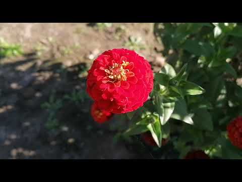 Видео: Краски Сентября у мамы ❤️