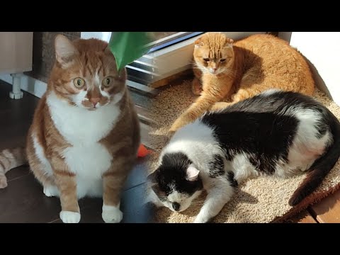 Видео: Кот Миша пришёл полежать на солнышке в компании лоскутных кошек