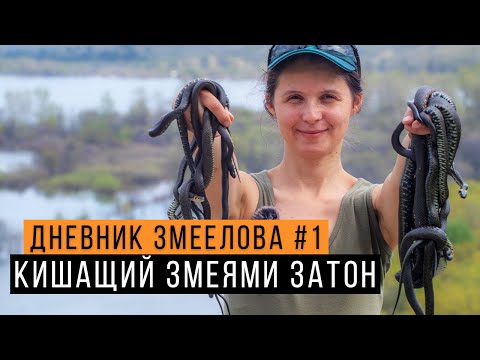 Видео: Ловим змей в Змеином затоне - Дневник змеелова #1 / Ученый - змеелов