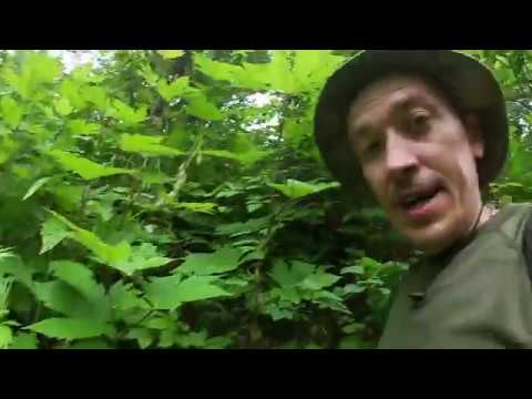 Видео: о.Сахалин, г. Татарская