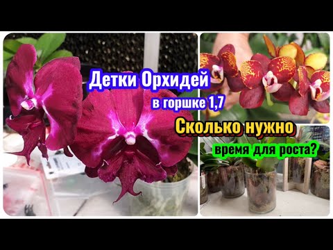 Видео: Сколько времени растёт детка #орхидеи 1,7 до взрослого растения? Мой опыт и мои результаты! #plants 