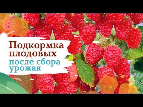 Видео: Чем подкормить плодовые растения после уборки урожая?