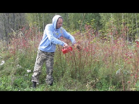 Видео: Гипермаркет "Природа" 🍒🌼🍄, набрал дикоросов по акции 😎