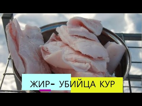 Видео: СВИНОЕ САЛО КУРАМ !