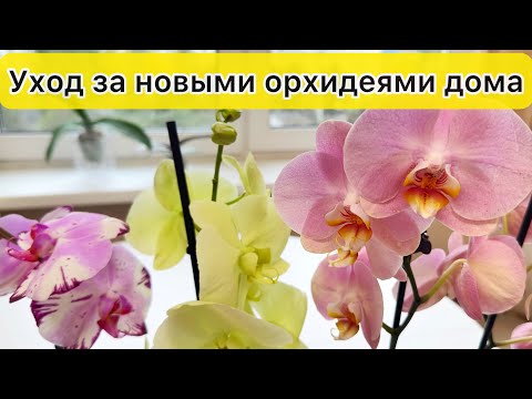 Видео: Мои новые орхидеи уже дома! Первый уход за новыми орхидеями дома