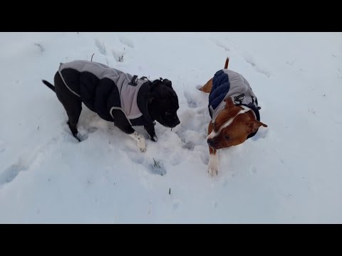 Видео: Стаффордширские бультерьеры изучают следы на снегу. Стаффбули очень любят снежную зиму.