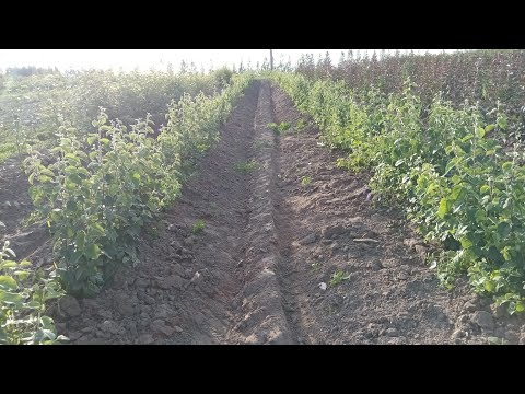 Видео: ☘️Обзор клонового подвоя груши айва ВА 29. Плюсы и минусы