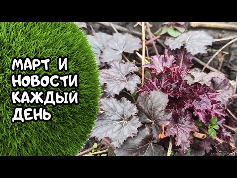 Видео: Весной сад удивляет каждый  день! Гуляем и любуемся 23.03.24
