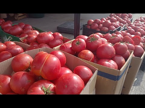 Видео: FOODCITY. ПОМИДОР , БОДРИНГ , КИЗИЛ БАЛГАРИ КАЛАМПИРИ  НАРХЛАРИ.2025.03.10.