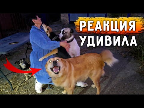 Видео: Мы приехали, реакция собак умиляет, Альма бежит обниматься. Айза замерла, Продолжаю работу.