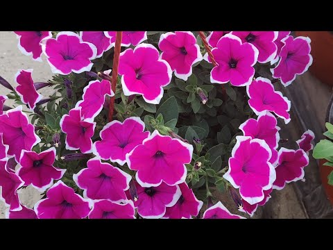 Видео: обзор теплицы 11. 04.24