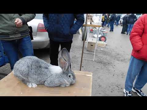 Видео: Чортків виставка голубів та кролів 08.03,2020 частина№3
