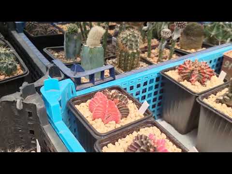 Видео: В гостях у кактусовых 🌵#succulent 