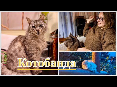 Видео: Котобанда переезжает в зимнее логово. Уезжаем с дачи, закрываем сезон. Угадали, куда мы полетим!