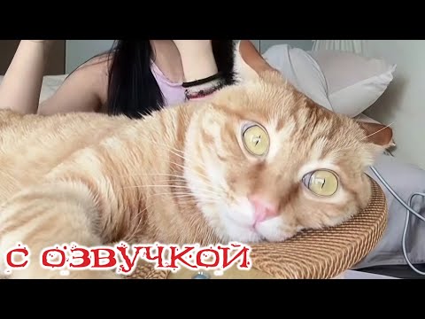 Видео: Приколы с котами! С ОЗВУЧКОЙ! Самые смешные животные! Смешные видео с котами!