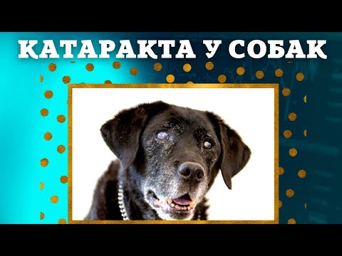 Видео: 🐕📝🐾 Катаракта у собак