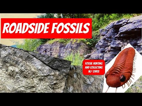 Видео: Придорожные окаменелости. Поиск и сбор окаменелостей с Крисом. Придорожные окаменелости. Трилобит...