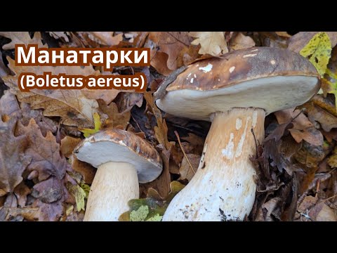 Видео: Последни Манатарки за сезона