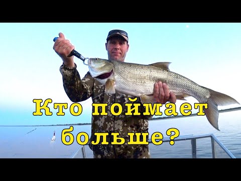 Видео: СУПЕР клев ЖЕРЕХА. Волга 2022. Спор с егерем.