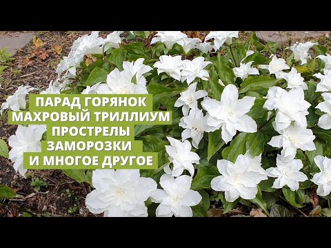 Видео: Прогулка по весеннему саду,  продолжение