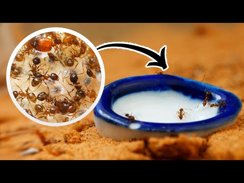 Видео: АРМИЯ МУРАВЬЁВ РАСТЁТ! Как развивается семья муравьёв Pheidole pallidula? \\ Димон и Пумба