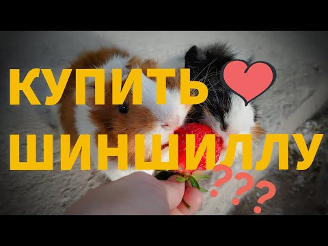 Видео: ФЬЁКО И БУЛОЧКА ВЕРНУЛИСЬ! КАК ДЕЛА У МОИХ МОРСКИХ СВИНОК? БОЛЬНИЦА. НОВЫЙ ХОМЯЧОК? ШИНШИЛЛА.