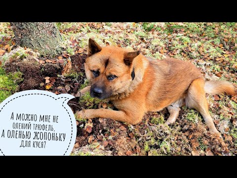 Видео: Пёс Кубик пошёл на болото мох собирать. Нашёл олений трюфель! Устал изо всех сил! 