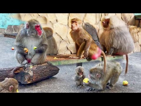 Видео: Люся хочет к ЧЕЛОВЕЧЕСКОЙ семье, услышала и ЗОВЁТ, а Елисей ПРОТИВ! Красный Дракон и Сакура. Макаки.