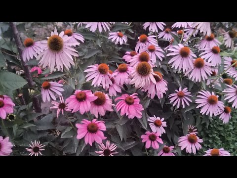 Видео: Доброе июльское утро в саду с эхинациями🌞💗