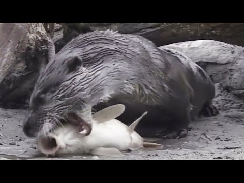 Видео: Быстрая, бесстрашная и прожорливая: Речная выдра – Эксперт подводной охоты!