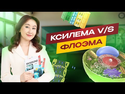 Видео: Көптеген оқушы шатасатын тақырып: КСИЛЕМА V/S ФЛОЭМА | ҰБТ биология 2026