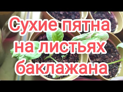 Видео: SOS!!! Сухие пятна на листьях БАКЛАЖАНА. Болезнь, вредители или ожог. #рассада #баклажаны