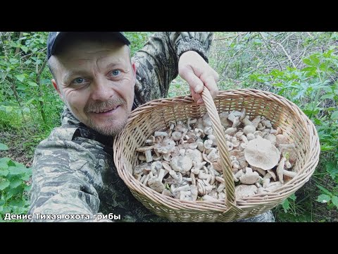 Видео: Энтолома садовая, лопастник бокальчатый и пилолистник бокаловидный