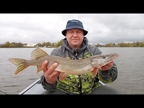 Видео: Осенний хищник, Клязминское водохранилище. 05.10.24.